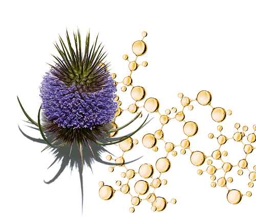 ประสิทธิภาพสองเท่าจากสารสกัด Teasel + Horse Chestnut Escin มีส่วนช่วยในการบูสต์ผิวให้ดูกระจ่างใส